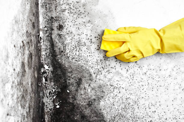Best Mold Remediation for Specific Building Types in Mustang Ridge, TX