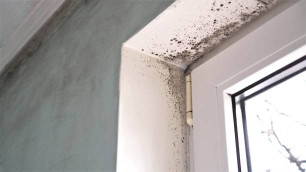 Best Preventive Mold Services in Mustang Ridge, TX
