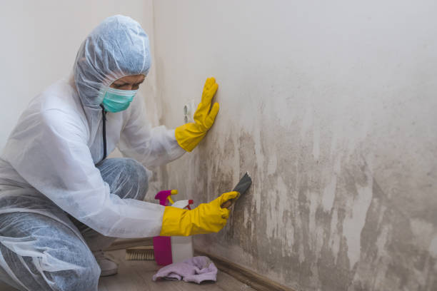 Trusted Mustang Ridge, TX Mold Remediation Experts