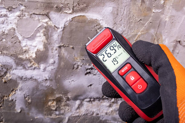 Best DIY Mold Remediation Support Services in Mustang Ridge, TX
