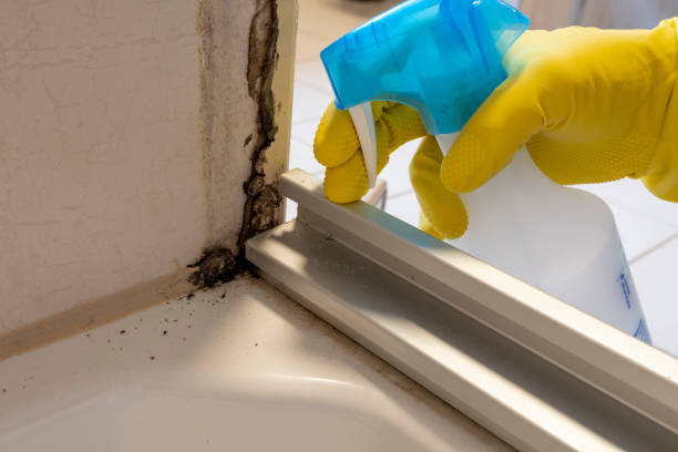 Best Post-Flood Mold Remediation in Mustang Ridge, TX