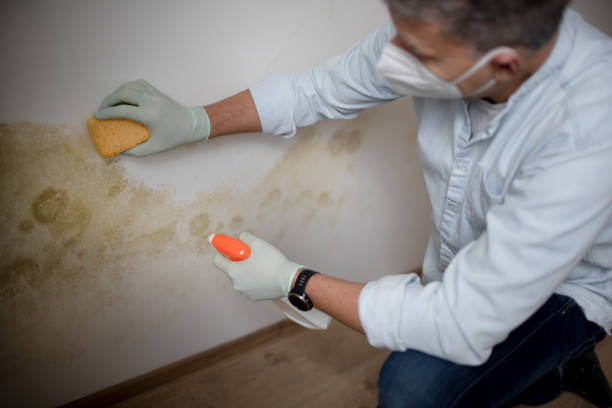 Professional Mold Remediation in Mustang Ridge, TX
