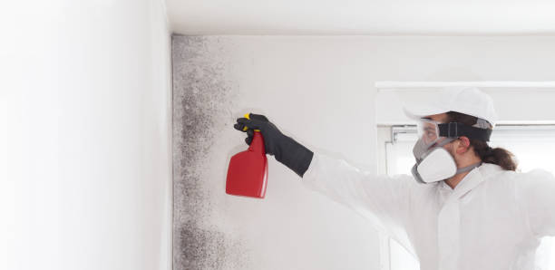 Best Emergency Mold Remediation in Mustang Ridge, TX