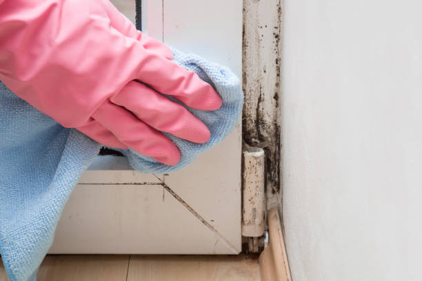 Best Residential Mold Remediation in Mustang Ridge, TX