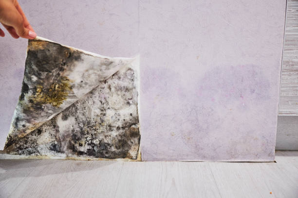 Best Black Mold Remediation in Mustang Ridge, TX